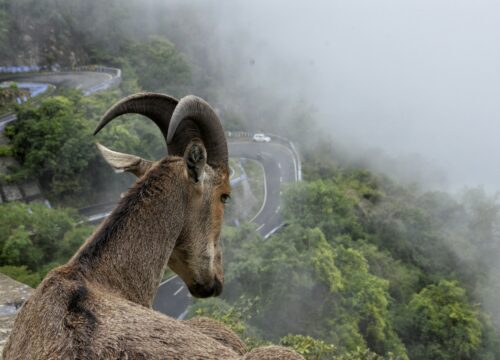 2 Night 3 Days Munnar Only Tour Package