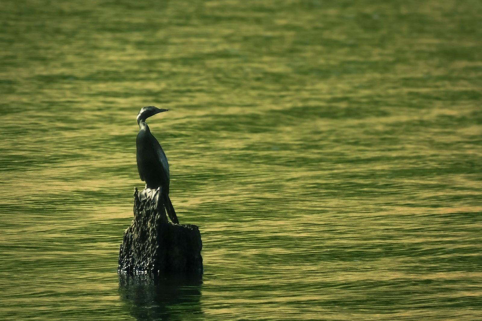 6 Night 7 Days Munnar / Thekkady / Varkkala / Kovalam Tour Package