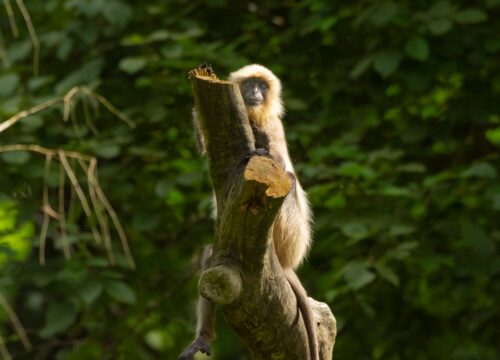 2 Nights 3 Days Wayanad Tour Package